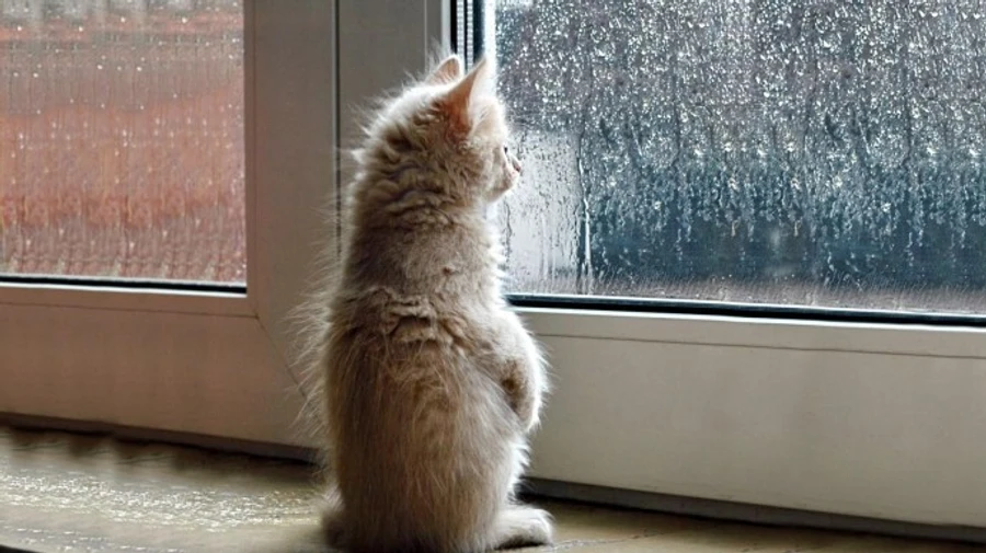 Україну накриють дощі