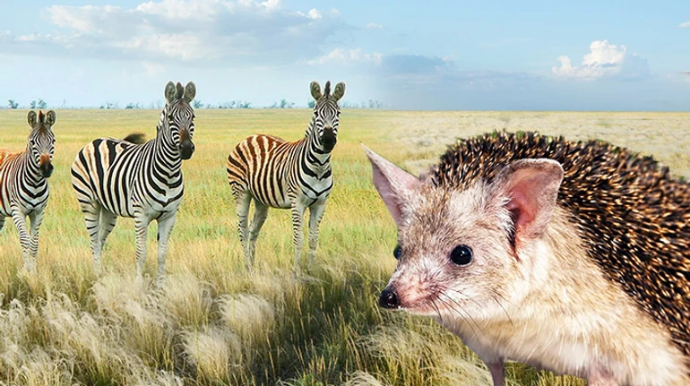 Кого изображают на деньгах или особенно уважают в ГУР? ТЕСТ о редких животных Украины