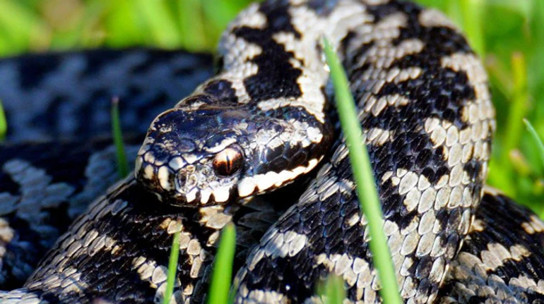Яких змій можна зустріти в Україні та як розпізнати отруйних? Пояснює герпетолог