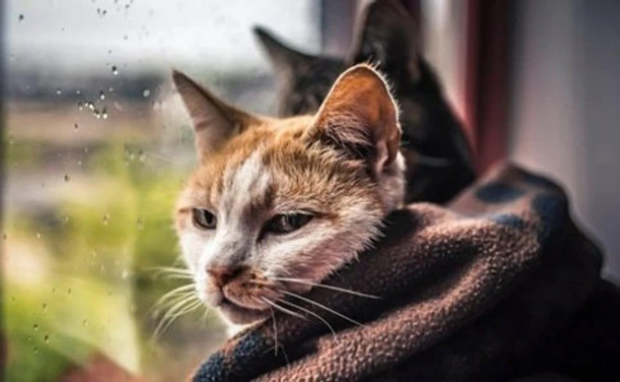 Карантин так карантин: в Украину идет похолодание