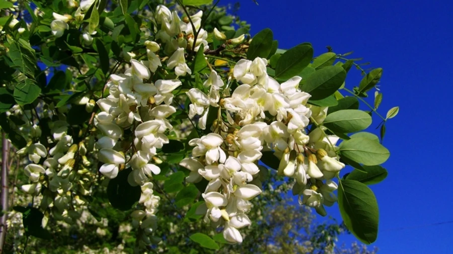 У найближчі дні в Україні без опадів 