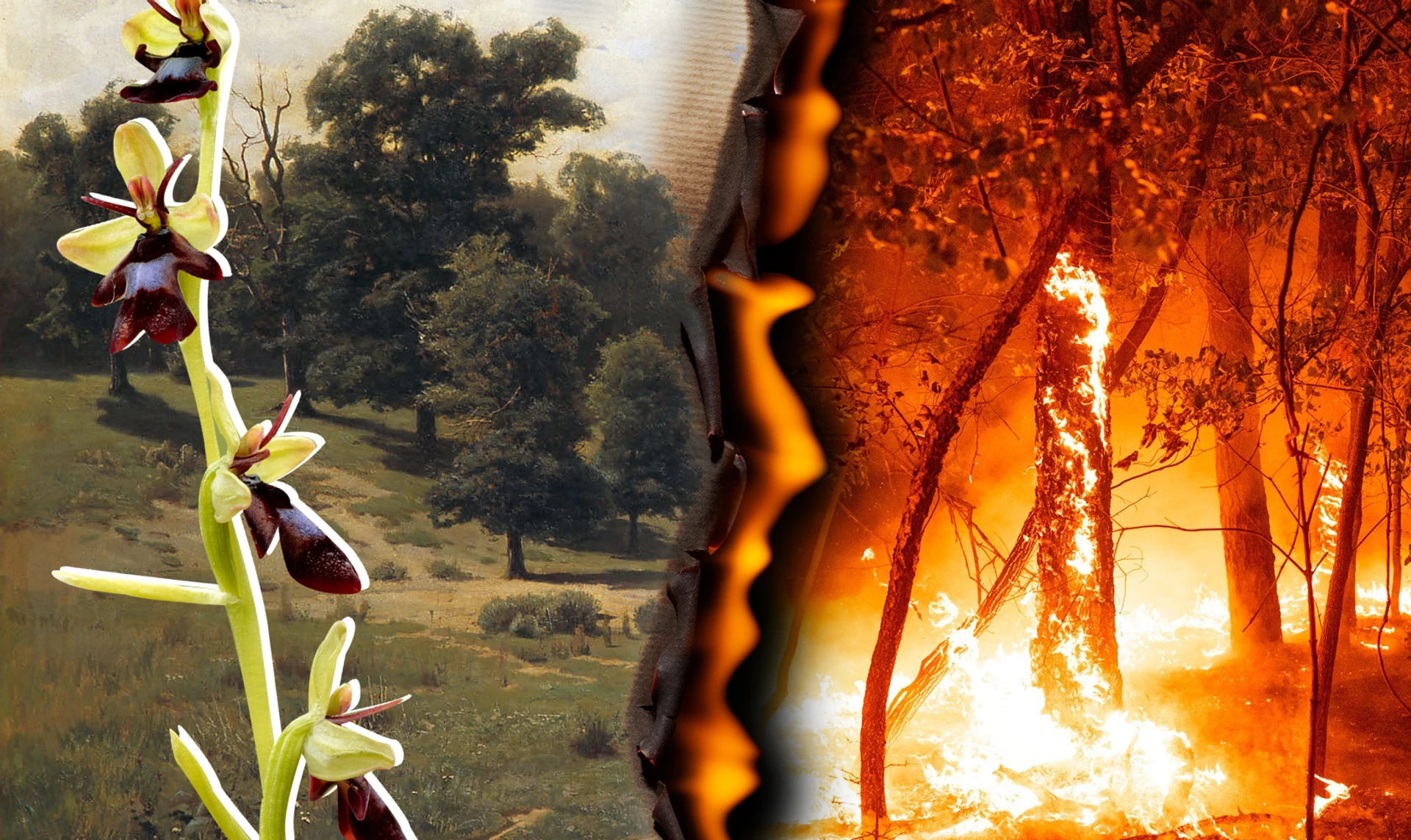 По другую сторону огня. Как контролируемые пожары охраняют и спасают дикую природу