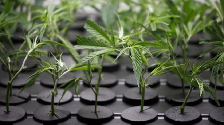 Вибори в США: легалізацію канабісу підтримали ще п'ять штатів