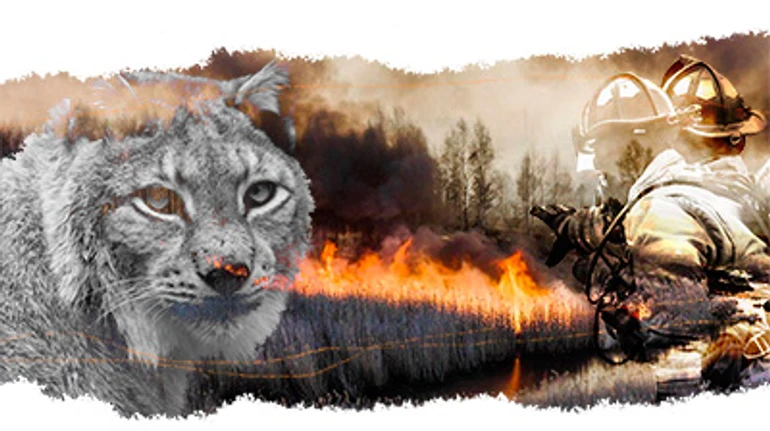 В Україні горить ліс, зникає вода у криницях, а рисей продають на OLX. Чи є вихід?