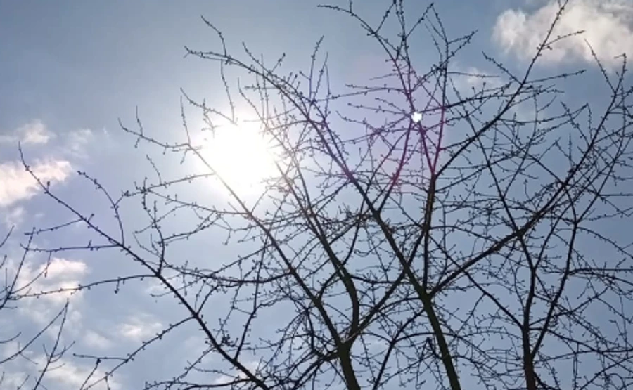Ночной морозец начнет слабеть, солнце будет с нами – прогноз