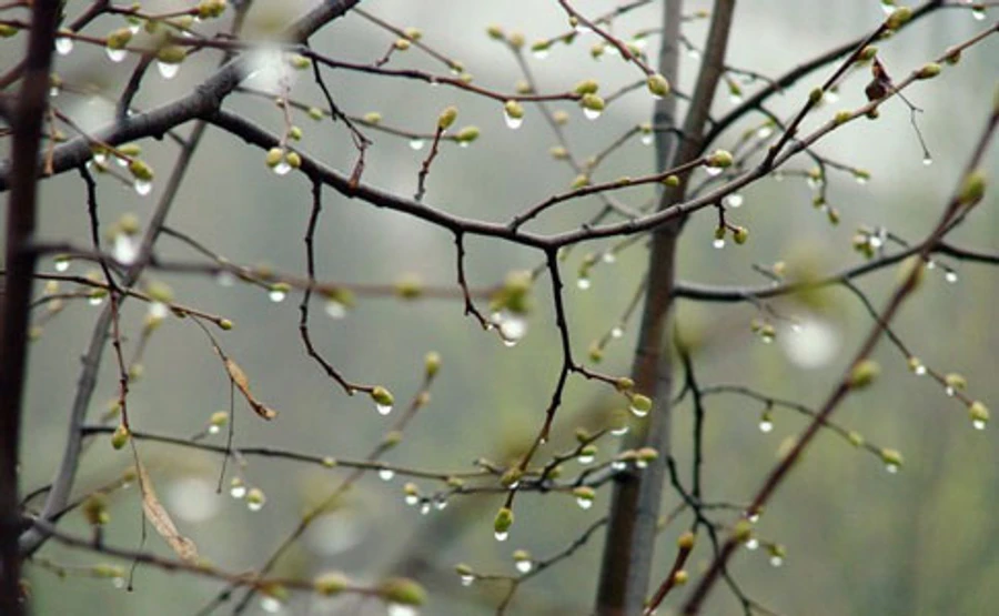 В Україну йдуть дощі