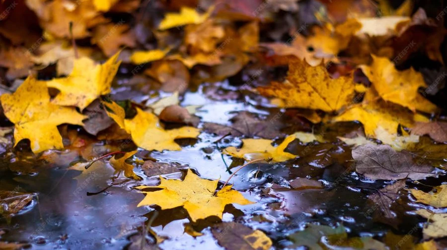 Синоптики прогнозируют, что дожди и холод сохранятся до пятницы