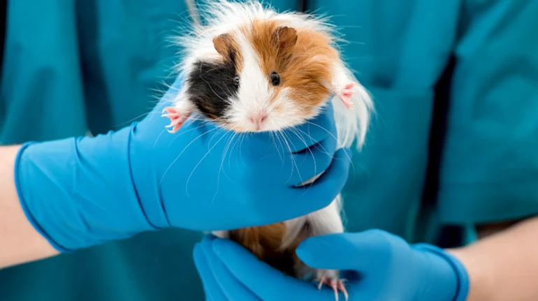 Такі милі домашні гризуни. Чим відрізняються, як обрати і доглядати