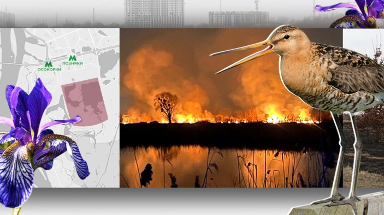 The burning of Osokorky: Why Kyiv residents are fighting for a patch of wilderness on the outskirts of the capital
