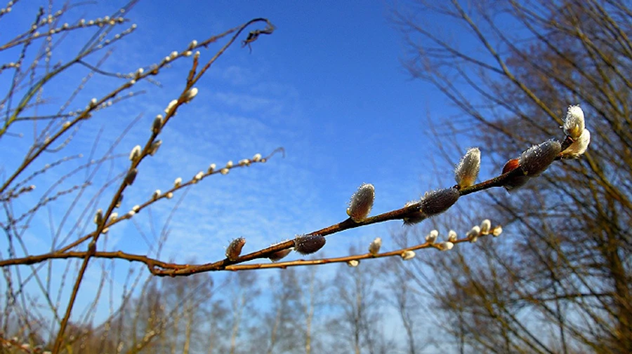 В Украине местами пройдут дожди, но будет тепло