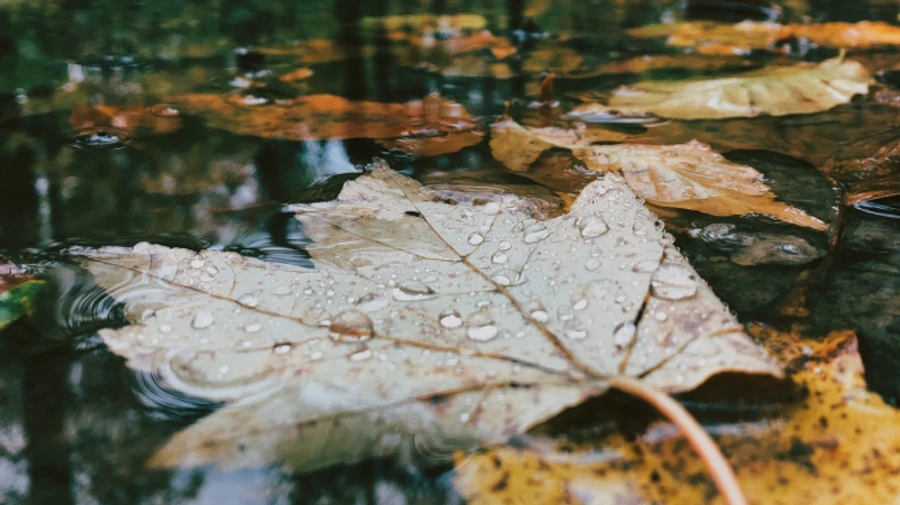 В ближайшие дни украинцев ждут потепление и дожди
