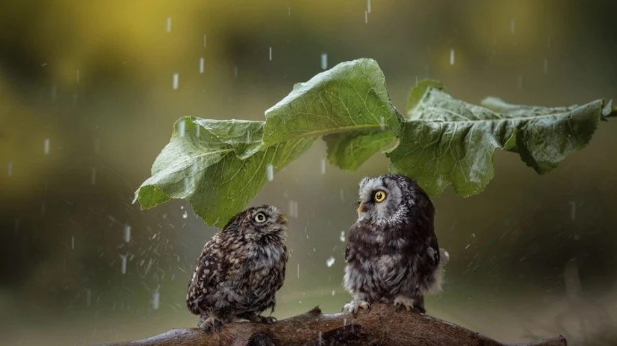 Синоптики розповіли, де пройдуть дощі