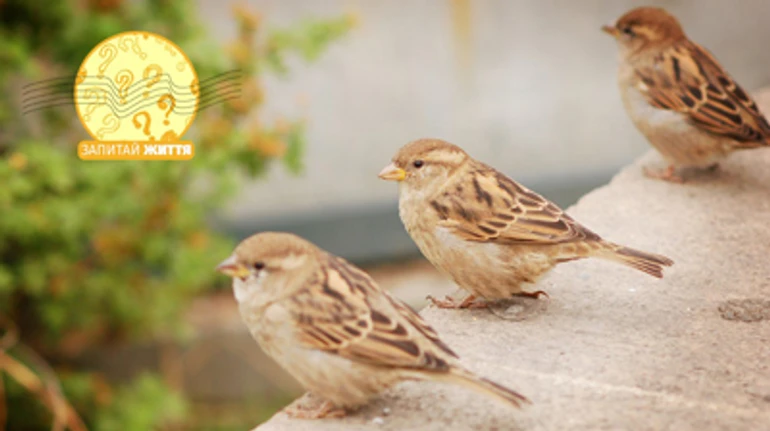 Куди з вулиць міст поділися горобці?