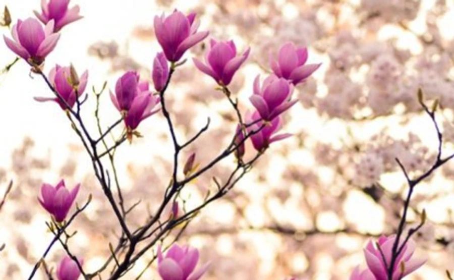 Температура повередує: вдень до 16 тепла, а вночі до 3 морозу  