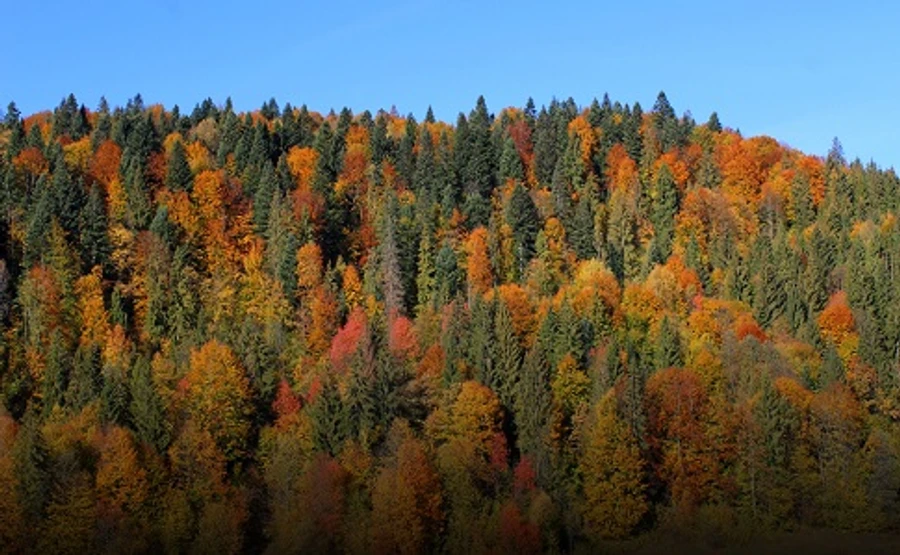 В Украину идут дожди и похолодание