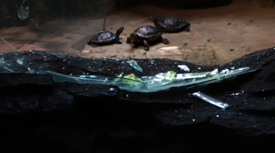 Russian attack damages Kyiv Zoo: glass shards fall on turtles and crocodiles – photos
