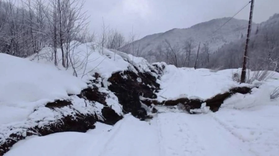 На Закарпатье произошел масштабный оползень: повреждены сотни деревьев
