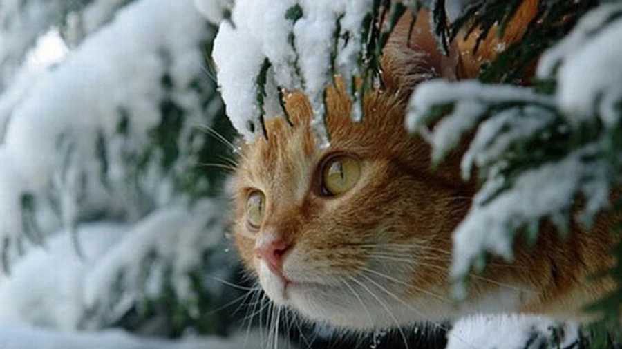 В Україну йде похолодання