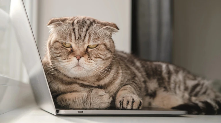 Наступив на хвіст – чекай помсти? Розбираємося, чи можуть коти ображатися