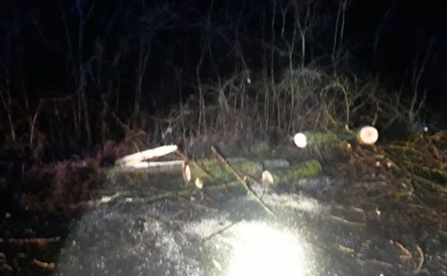 5 поездов задерживются: ветер повалил деревья на рельсы