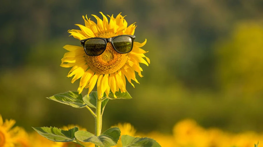 Синоптики дали прогноз на знойный июль