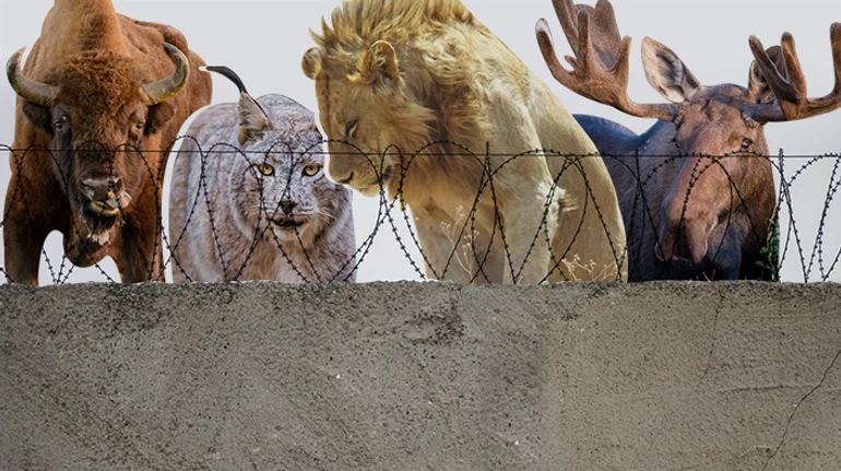 Стены на границах. Как стены и заборы против террористов и нелегальных мигрантов разрушают дикую природу