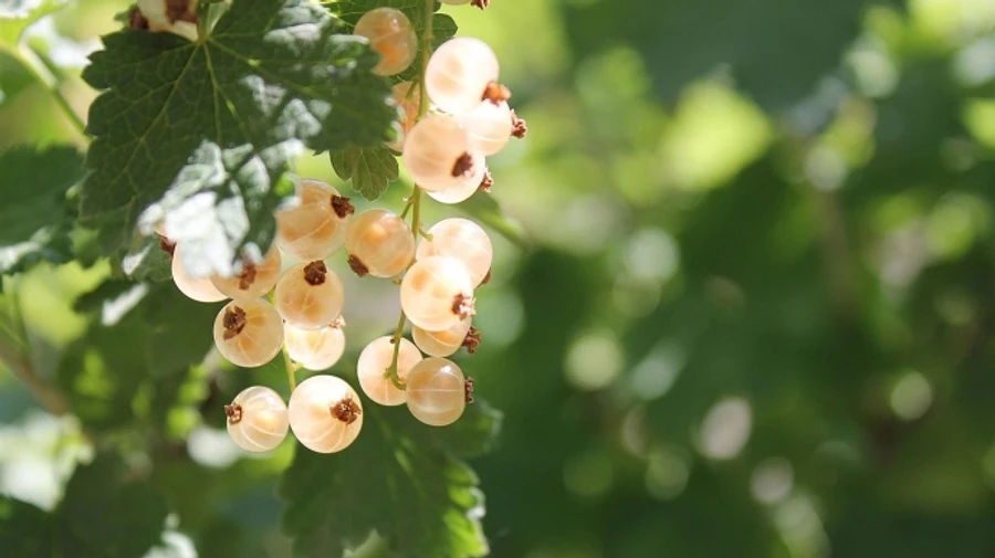Во вторник в Украине будет солнечно, а в среду прогнозируют дожди