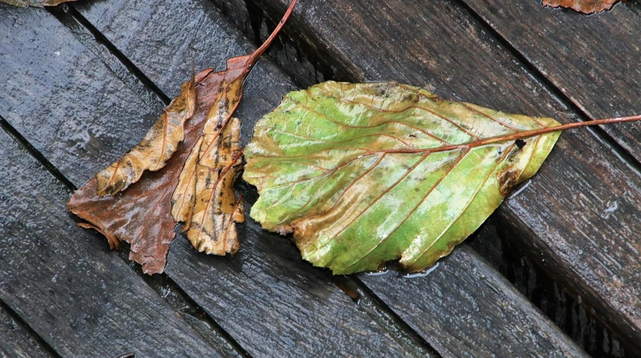 Wednesday and Thursday will be rainy - weather for 3 days