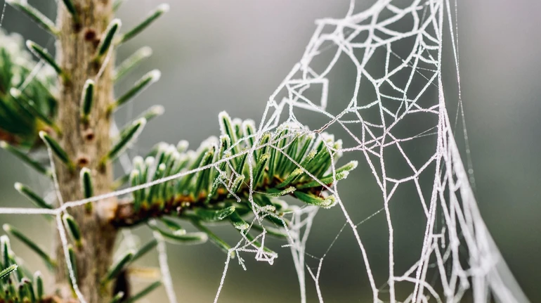 В Україні в найближчі дні без опадів і вночі до 2 морозу