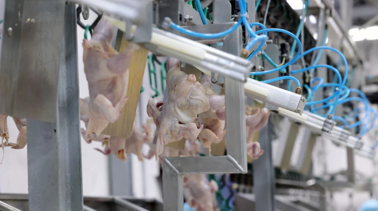 Україна експортувала торік майже півмільйона тонн м'яса птиці: найбільші покупці