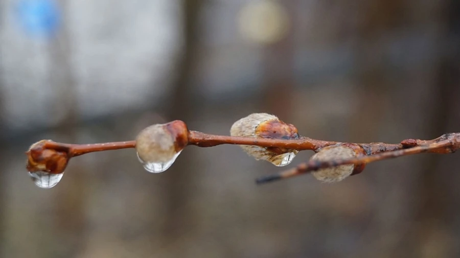 В Украину возвращаются дожди и мокрый снег