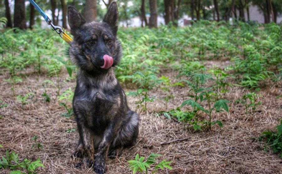 Из российского плена вырвали четвероногого друга моряков