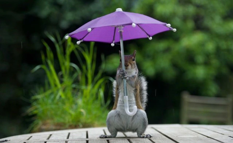 Лето под зонтиком: у синоптиков снова плохие новости