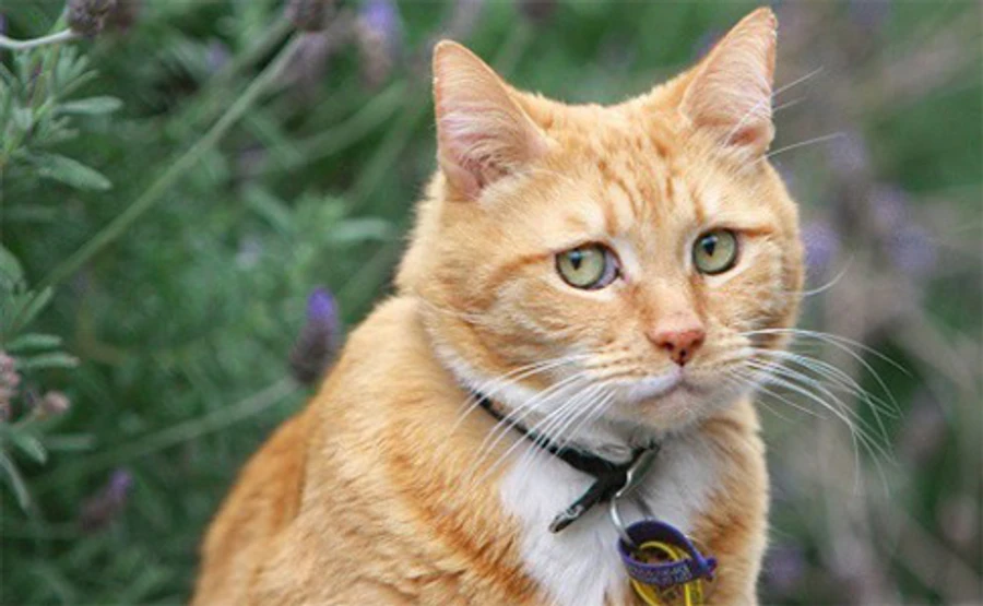 У США на коронавірус почали хворіти коти