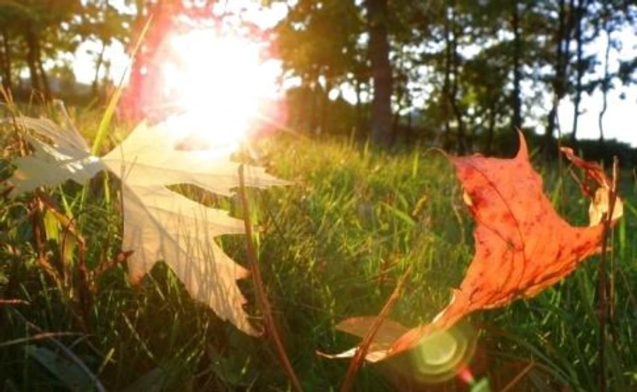 По-осеннему ночью и по-летнему днем: неделя начнется сухой погодой