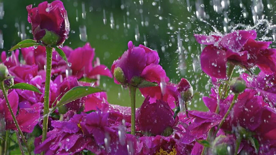 В ближайшие трое суток в Украину придут дожди и грозы