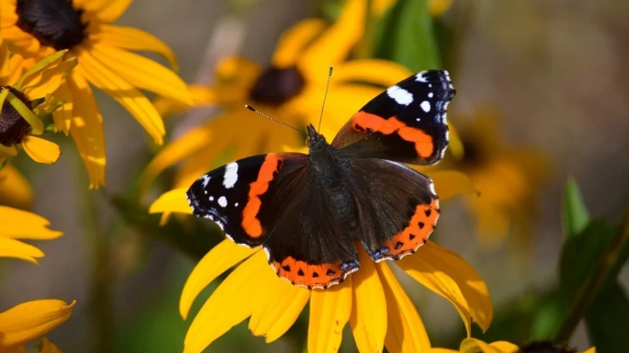 В ближайшие дни в Украине будет солнечно, а в воскресенье придут дожди