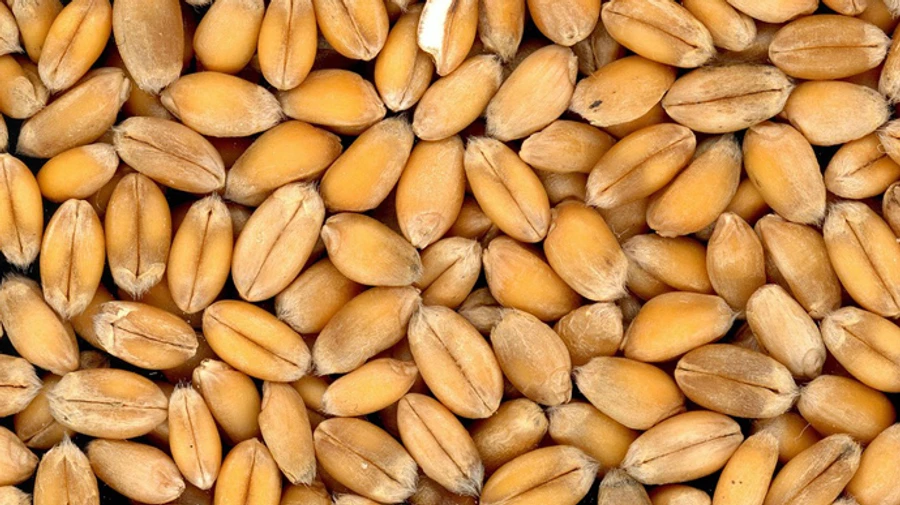 Russia claims it returns to Black Sea Grain Initiative because it received guarantees from Ukraine