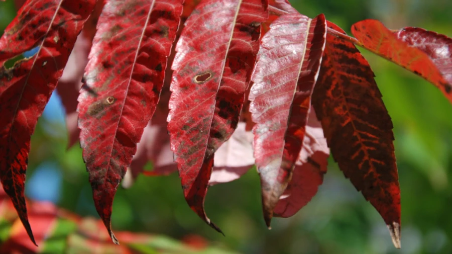 Сентябрь на выход: в Украине будет свежо и сухо