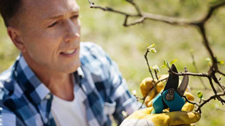 Як обрізати дерева: правила, техніки та алгоритм