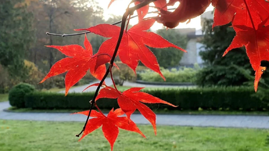 На сході – до 7° морозу, в інших регіонах тепліше