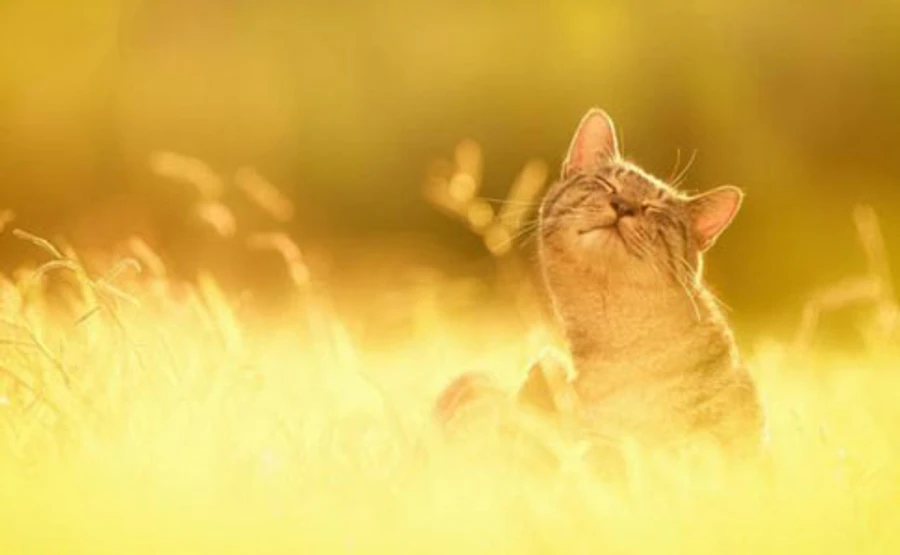 В Україну повертається літня спека