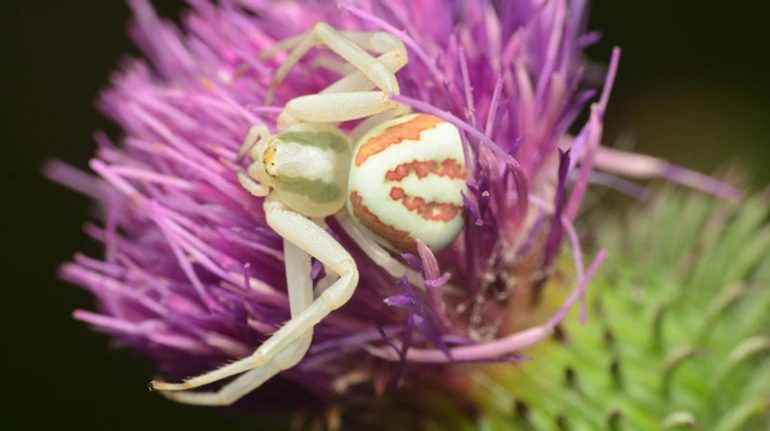 Может ли вас укусить этот паук?