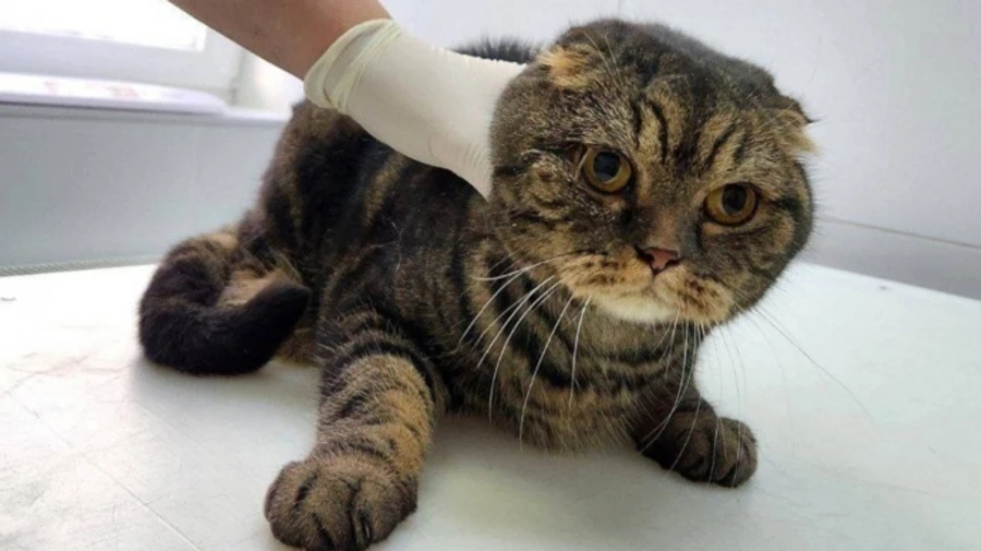 Cat who stayed under rubble for 10 hours rescued in Kyiv – photos