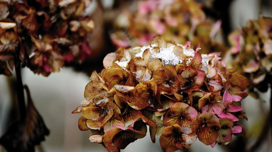 В Україну йдуть дощі і мокрий сніг