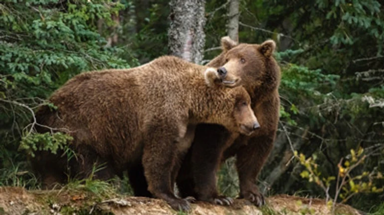 Ест траву, непредсказуемый, его можно встретить в Карпатах: факты, которые вы могли не знать о буром медведе
