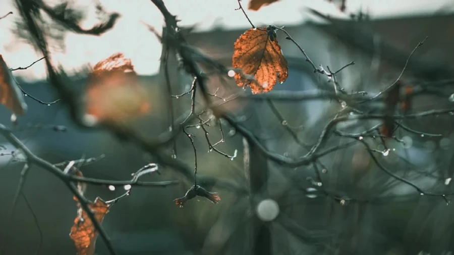 Мокрый снег и дожди ожидают в Украине на этой неделе