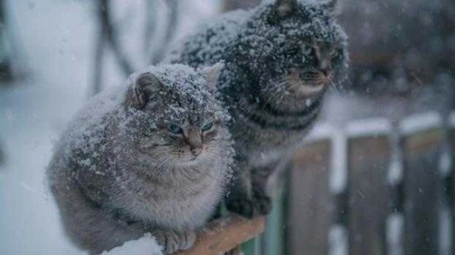 Украинцев предупредили об ухудшении погоды: І уровень опасности