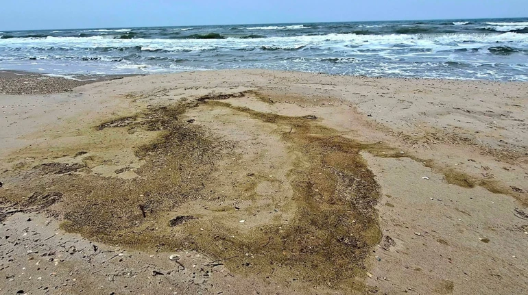 Из-за разлива масла в Черном море погибло более 1000 птиц: экологи обследуют побережье