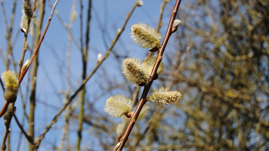 У перші дні березня буде тепло і без опадів